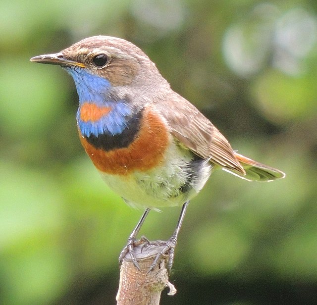 El Pechiazul (Luscinia svecica) en Galicia