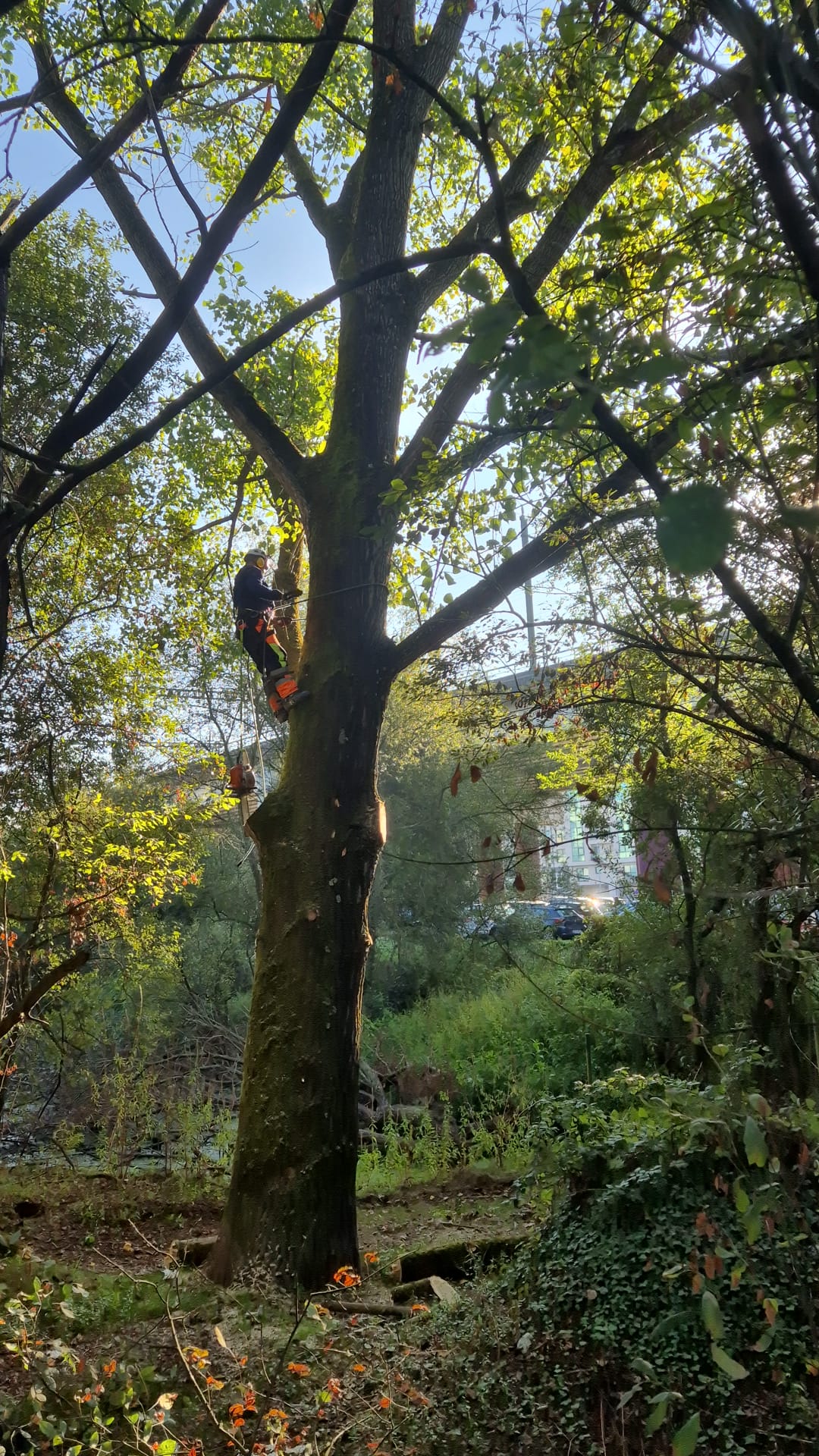 Posta en marcha dos traballos de retirada das Especies Exóticas Invasoras Arbóreas da área verde do Barrio de Cornes