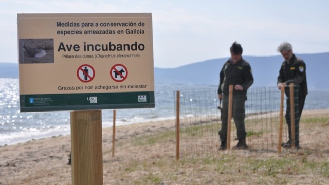 2013/04/11: A Dirección Xeral de Conservación da Natureza somete a información pública os Plan de Recuperación do Oso Pardo e o proxecto de Decreto que aproba o Plan de Conservación da Pillara