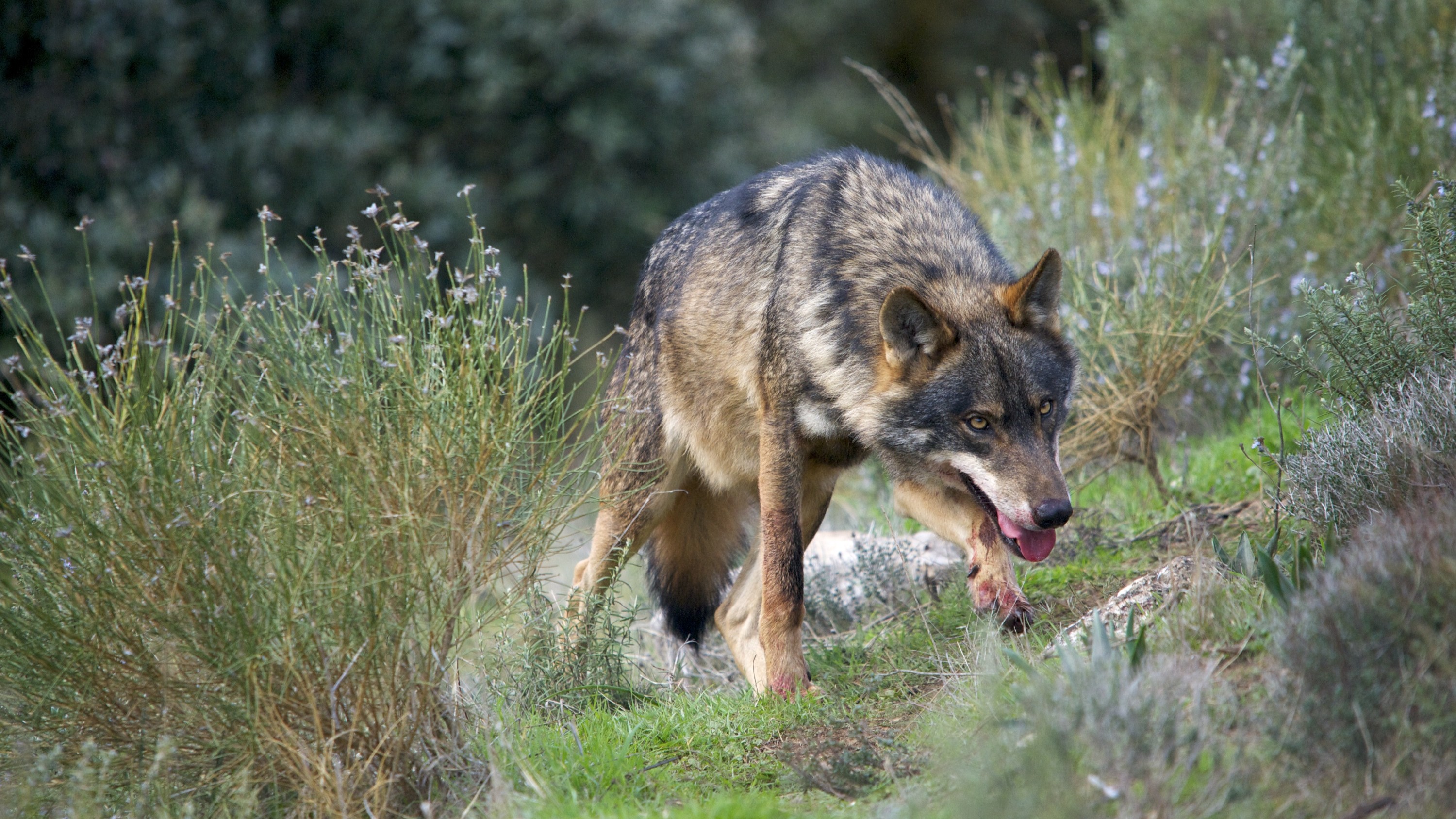 21/09/2021: Todas as poboacións de lobo ibérico, incluidas no Listado de Especies Silvestres en Réxime de Protección Especial. 