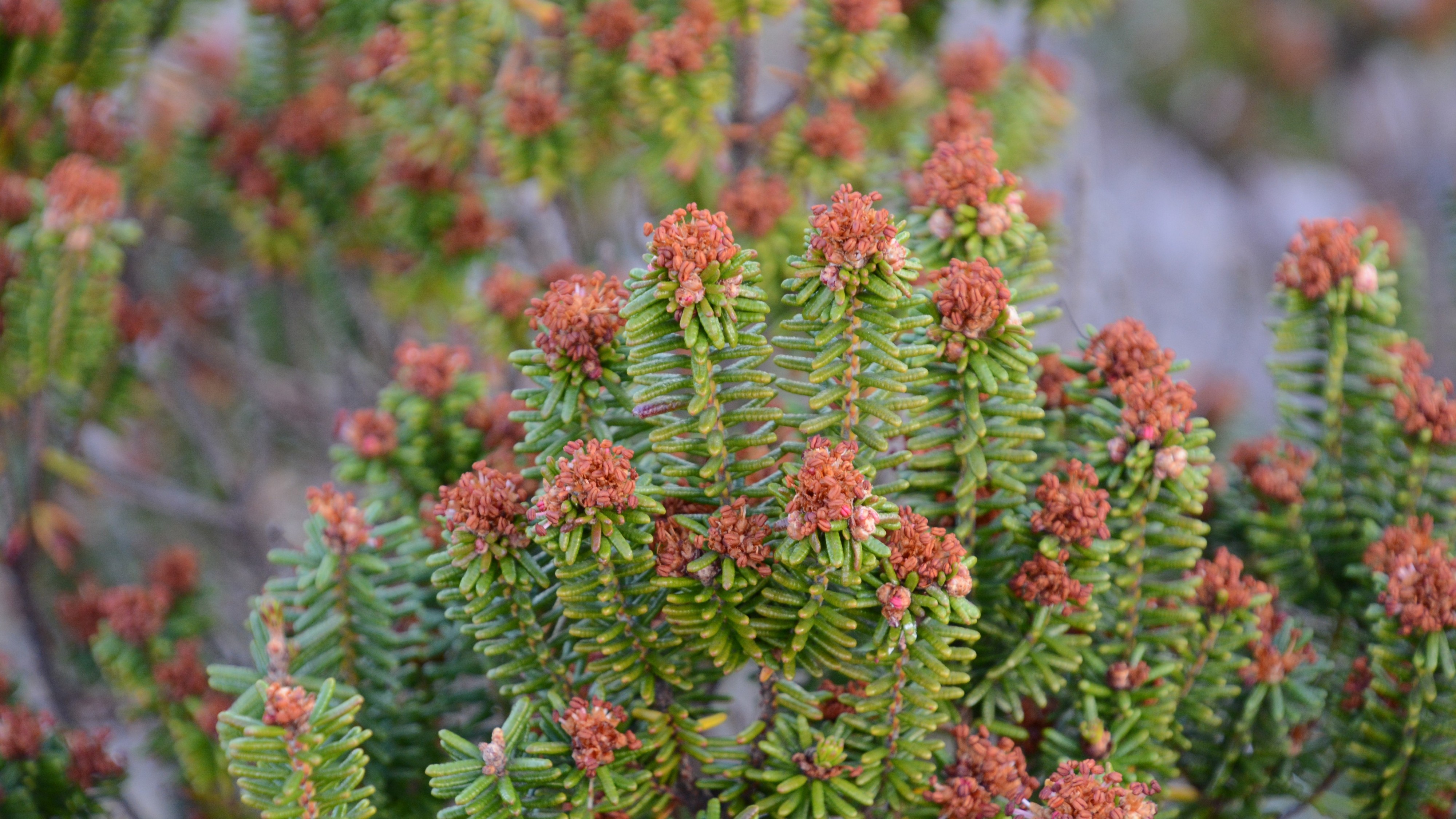 2026/04/05: A recuperación da camariña nas Cíes exemplifica a prioridade europea de restaurar dunas e espazos litorais