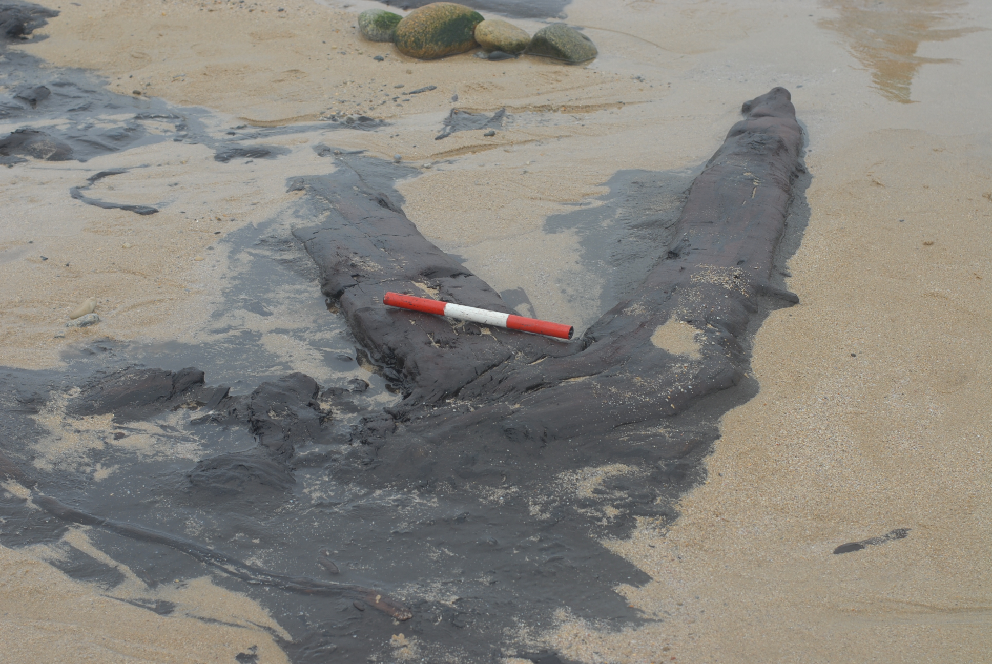 2023/03/29: As mareas vivas destapan restos de árbores fosilizadas nas rías de Ferrol e Ares