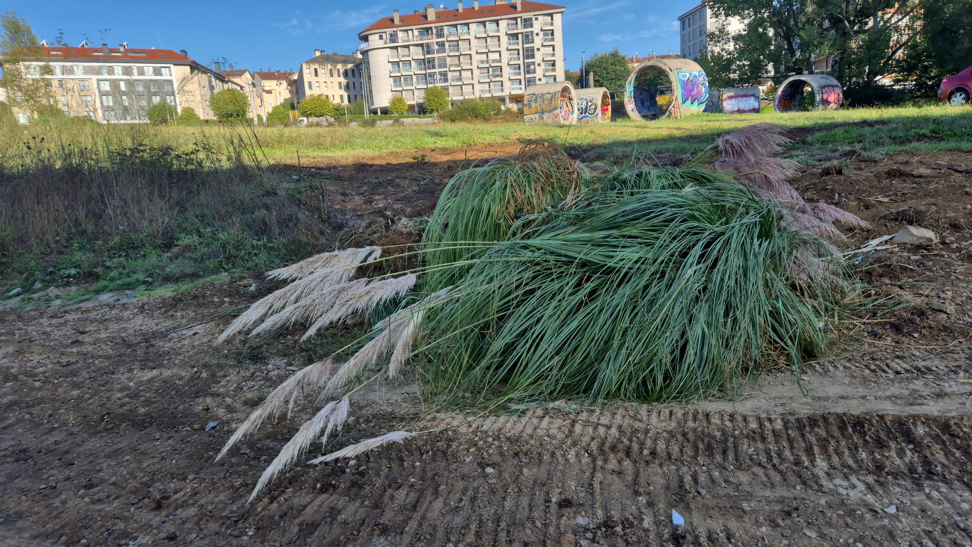 2025/09/18: Comezan os traballos de retirada das Especies Exóticas Invasoras da área verde do Barrio de Cornes