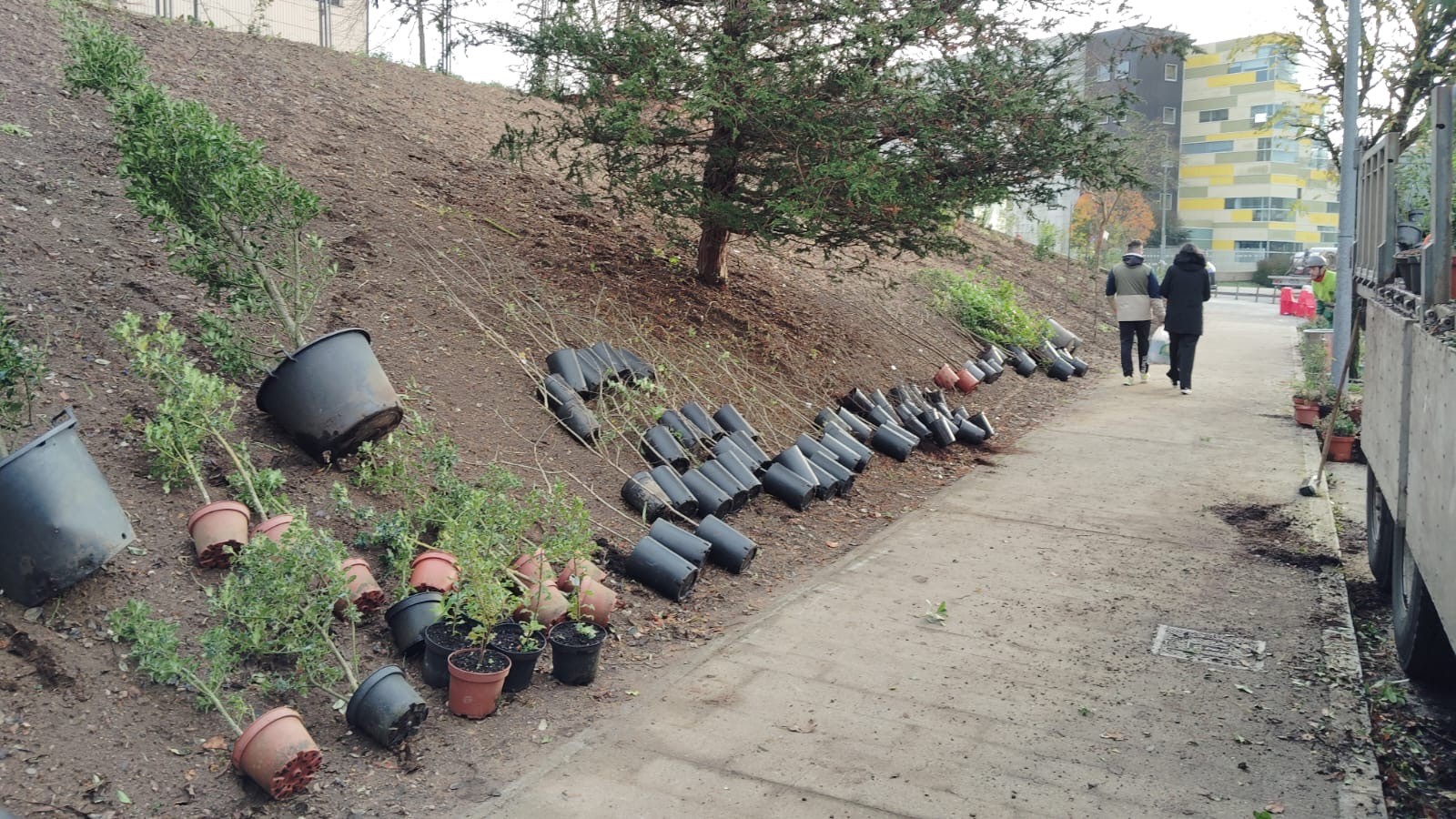 2025/12/11: Inicio da plantación de especies autóctonas