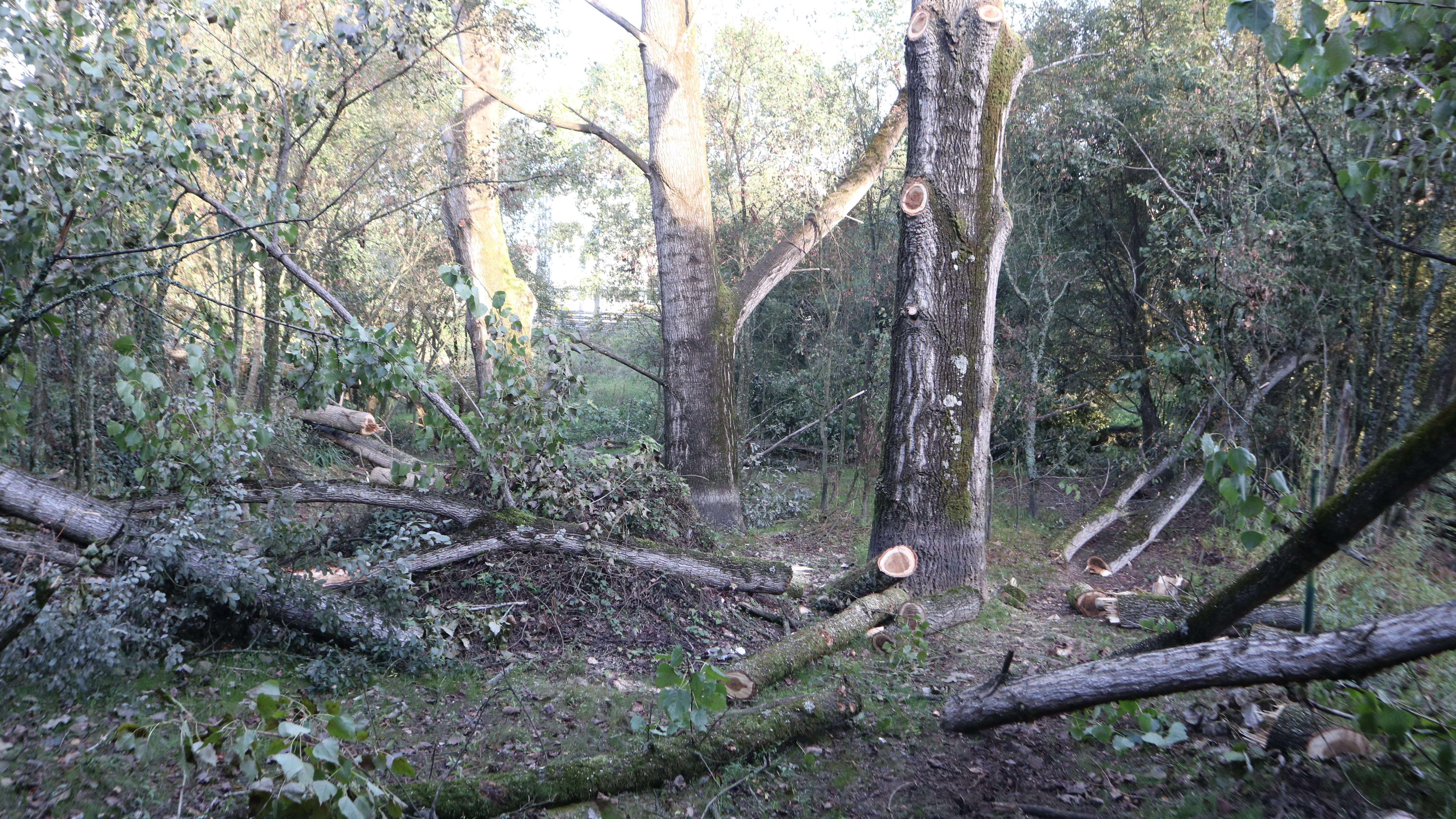 2025/09/19 Traballos de retirada das Especies Exóticas Invasoras