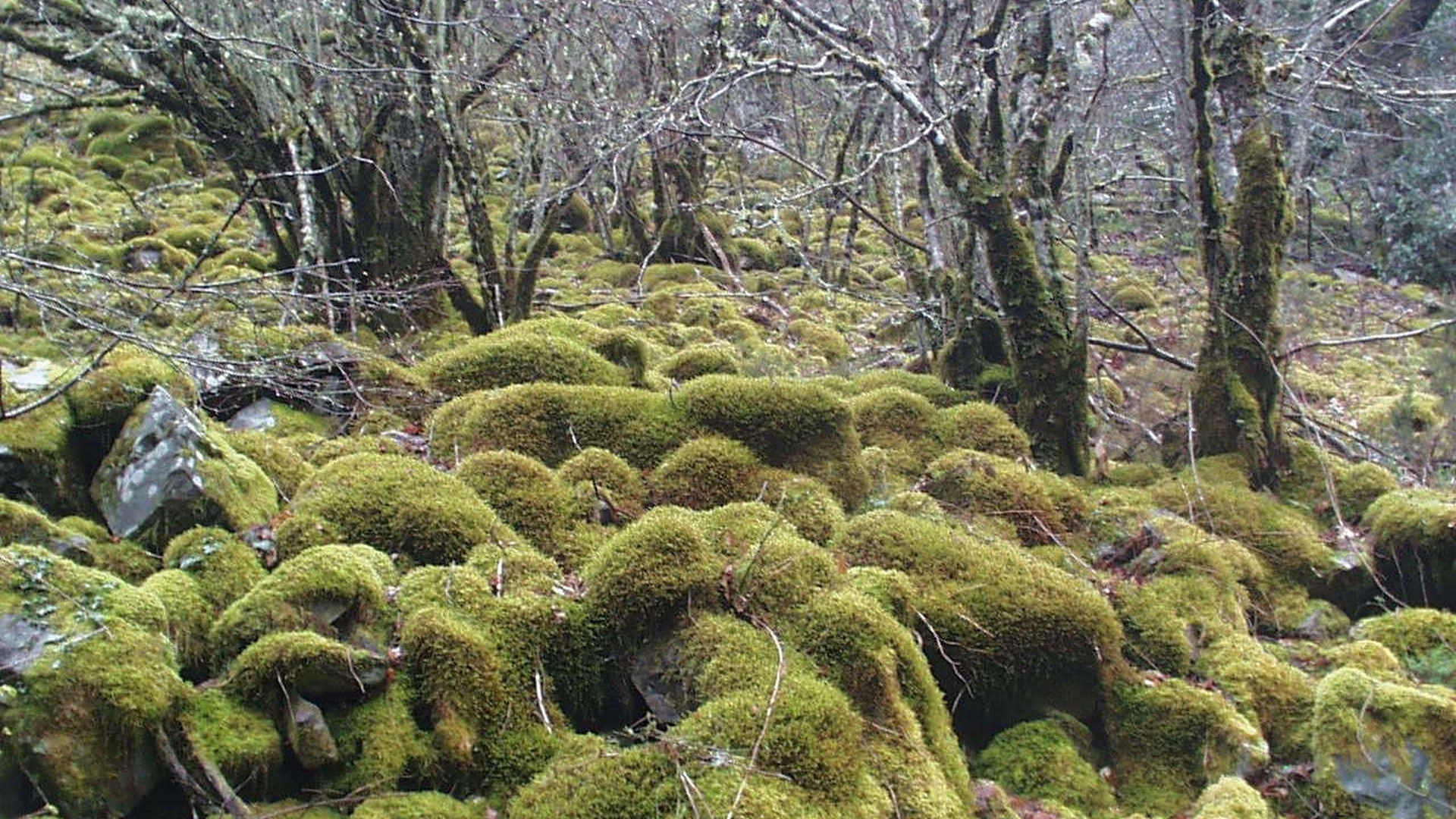 Natureza
