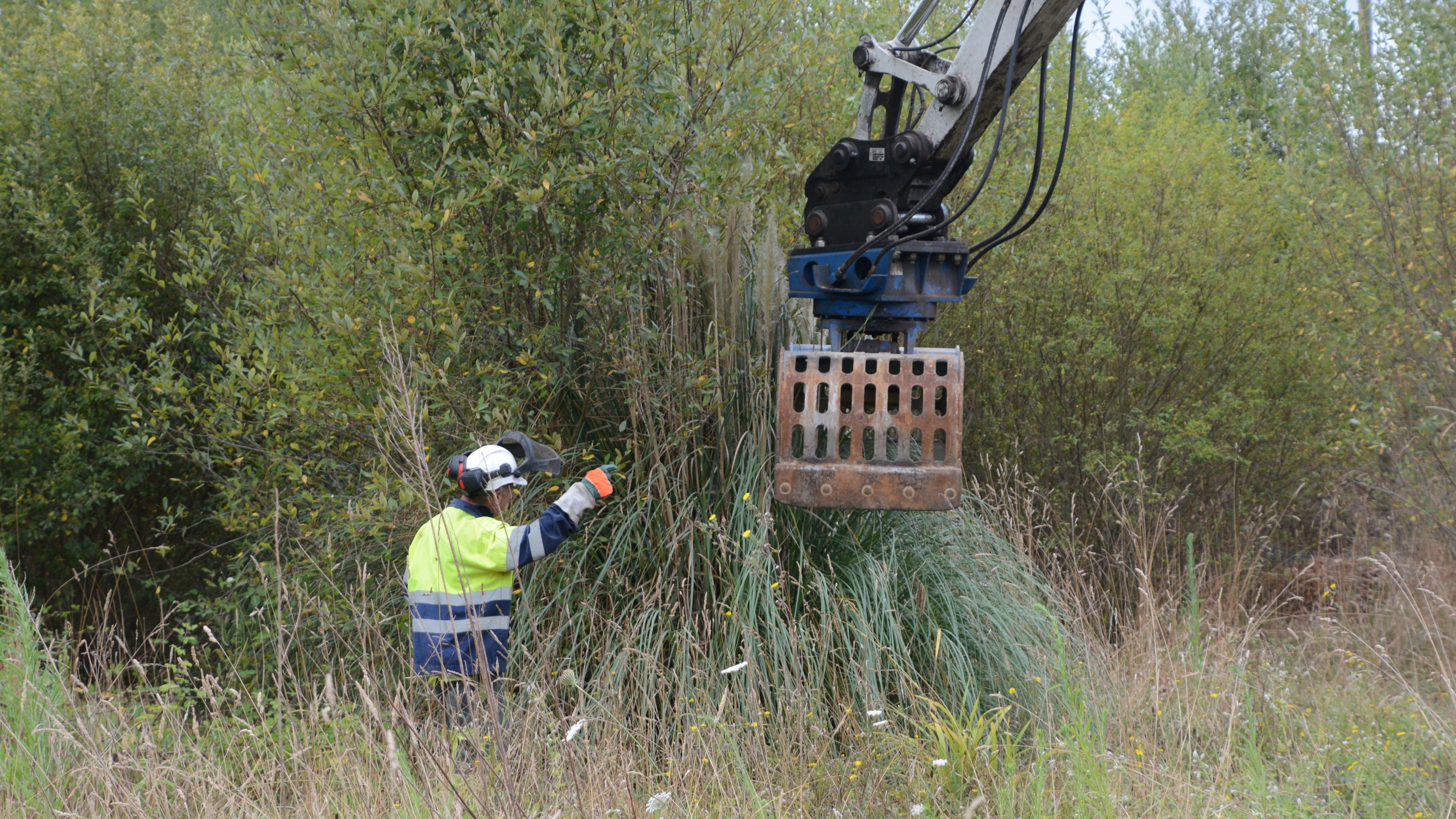 2020/09/30: Progreso dos traballos de retirada de invasoras na Ría de Betanzos por LIFE FLUVIAL