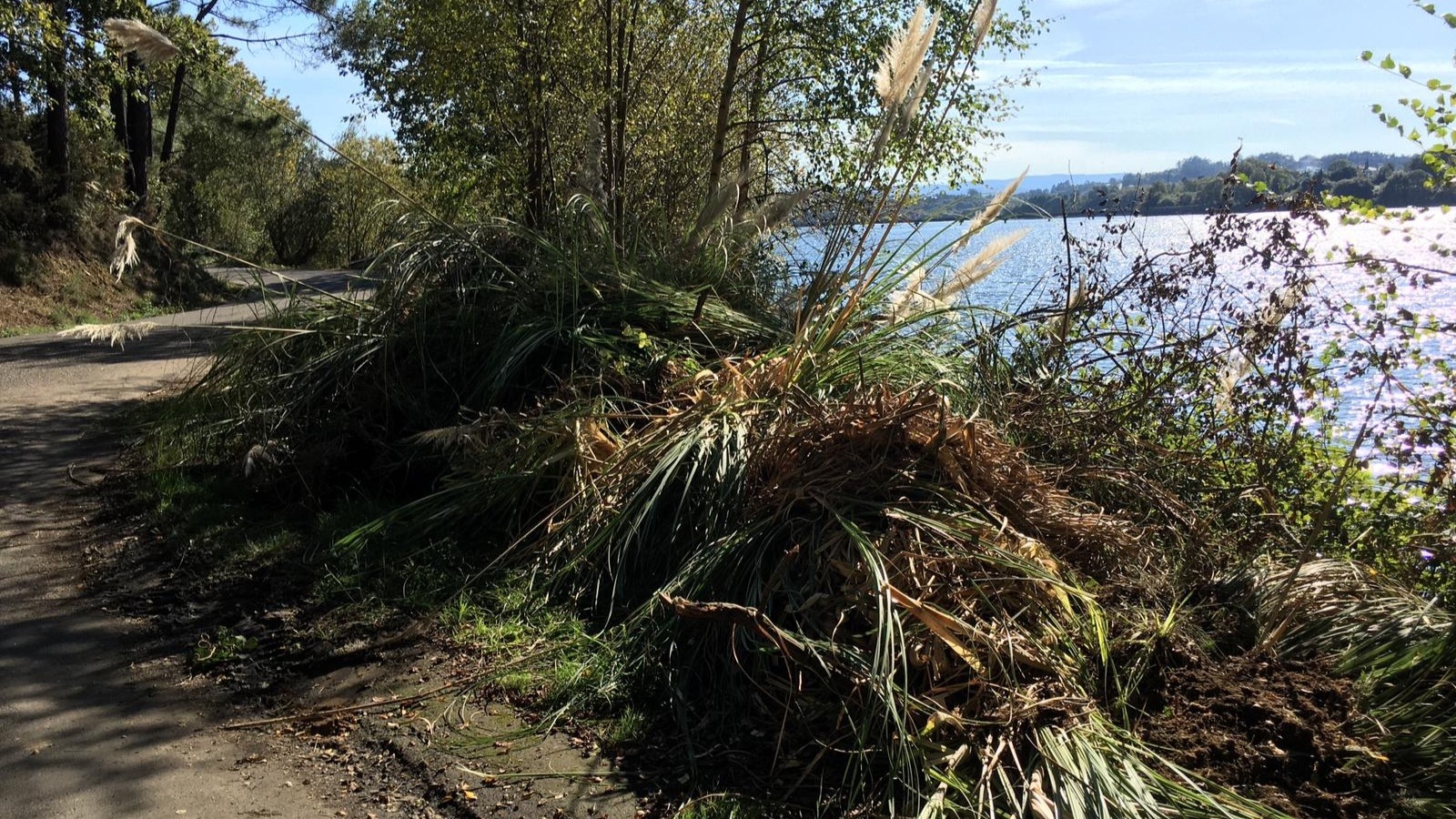 2020/10/26: Progreso dos traballos de xestión sostible dos bosques higrófilos no Encoro de Cecebre por LIFE FLUVIAL