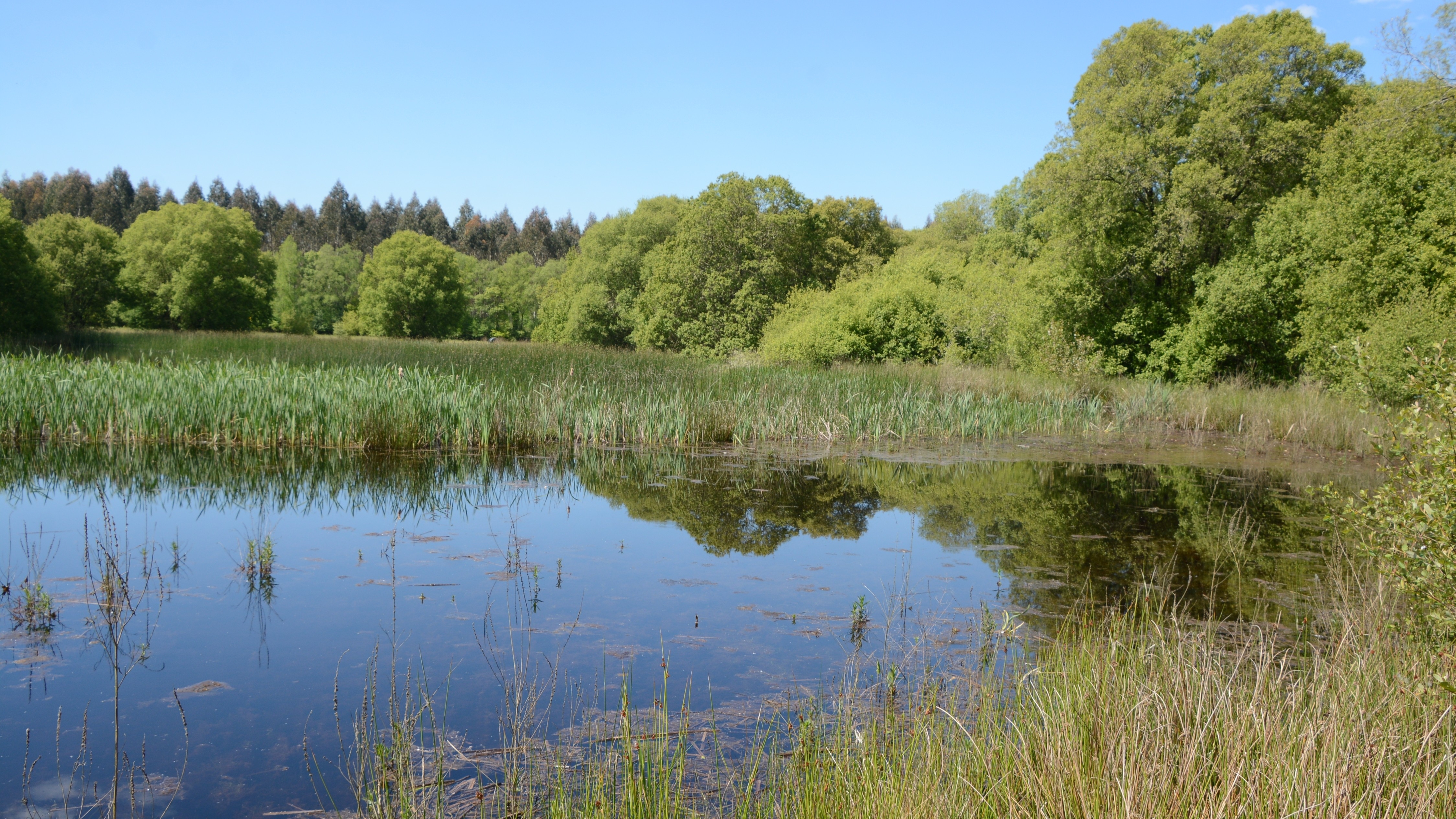 2025/27/06: A Xunta de Galicia da continuidade as tarefas desenvolvidas por LIFE FLUVIAL na Lagoa do Rei