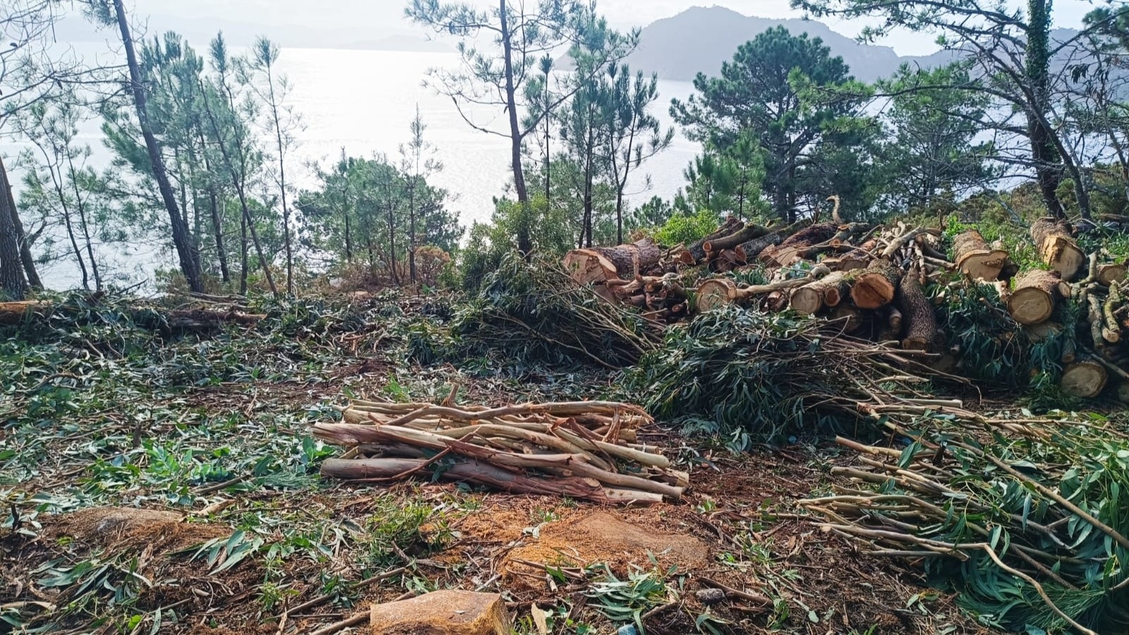 2025/11/17: Replicación da metodoloxía de LIFE INSULAR na eliminación de formacións forestais invasoras