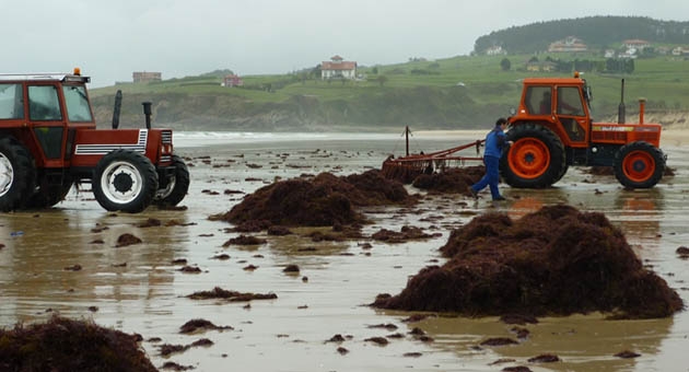 2014/10/27: La directora del IBADER destaca el potencial aprovechamiento de las algas como fertilizante de origen natural.