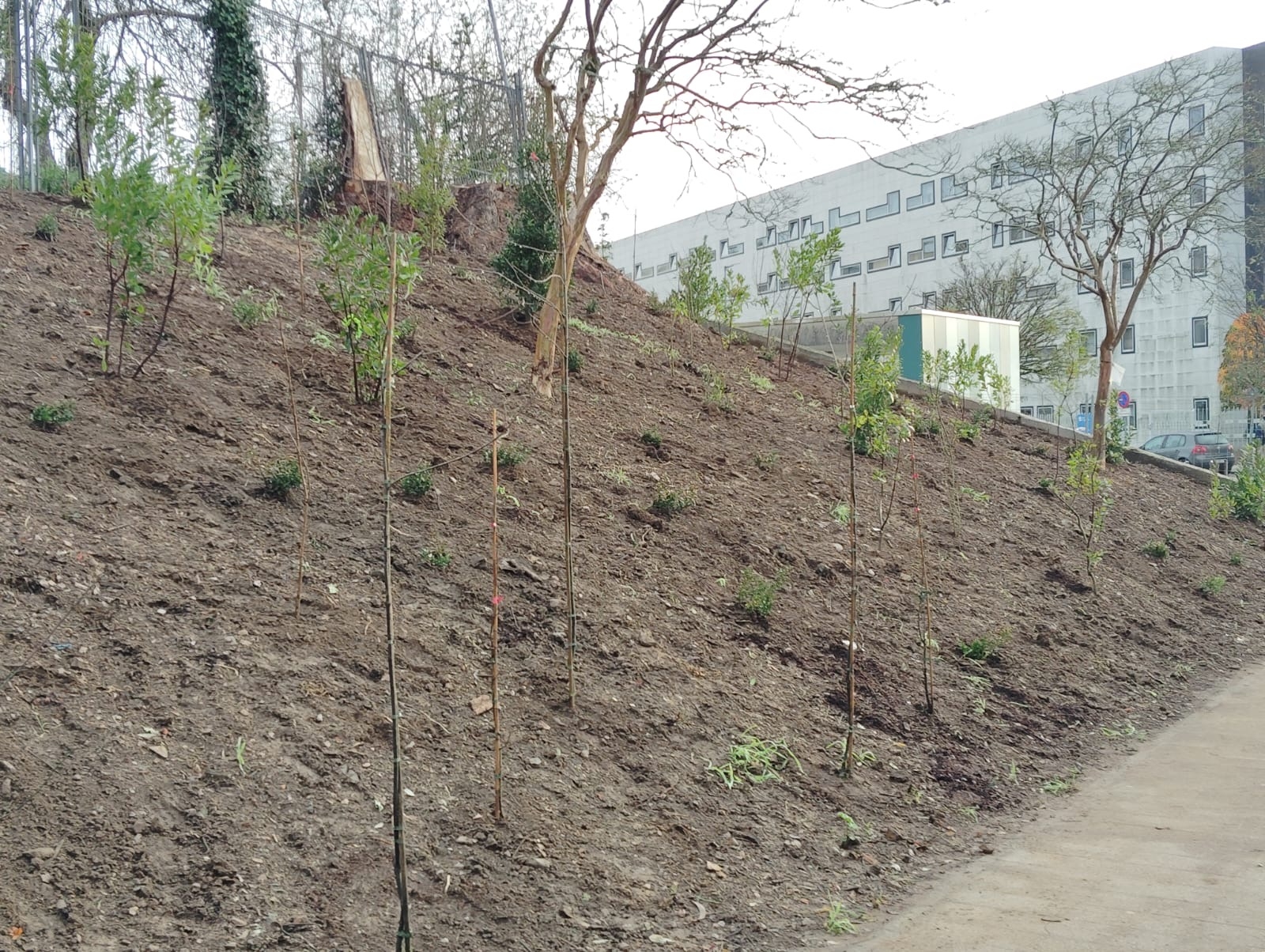 2025/12/11: Inicio da plantación de especies autóctonas na rúa Escultor Camilo Otero.
