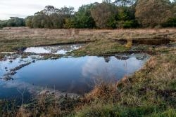 2013/12/12: Actuacións do proxecto Life Tremedal en Galicia