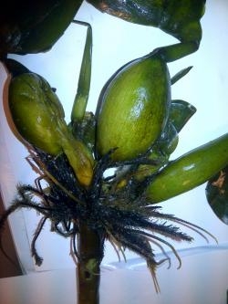2015/02/14: Distribución a larga distancia de especies exóticas invasoras